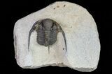 Bargain, Cyphaspis Trilobite - Ofaten, Morocco #74153-2
